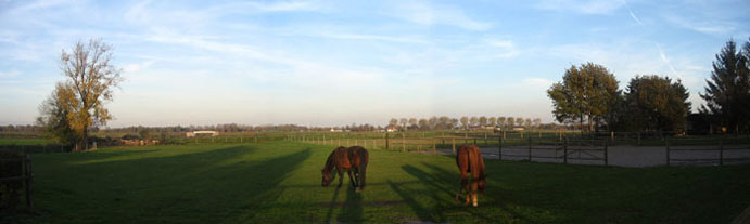 paardenfoto